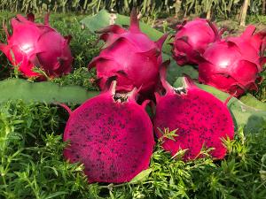 【儒園鮮果】冠軍紅龍果(6~8顆/6公斤)