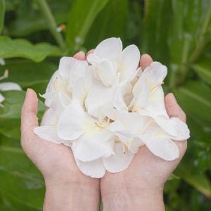 禾乃川-野薑花甘酒 500mlx6入組 (無酒精)