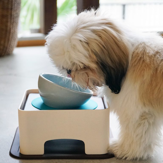 HARIO 寵物專用餐桌