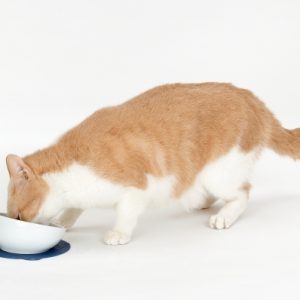 HARIO 短毛貓專用磁碗