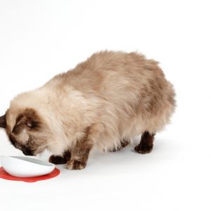 HARIO 長毛貓專用磁碗