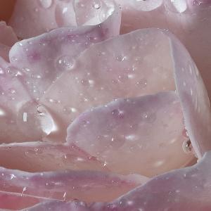 Maison Francis Kurkdjian l'eau À la rose  Eau de toilette