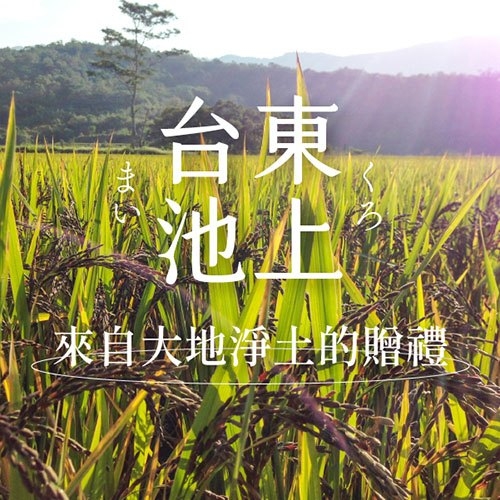 禾乃川紫米甘酒500mlx11入【加贈乙瓶】