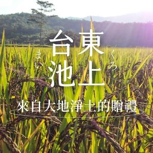 禾乃川紫米甘酒500mlx11入【加贈乙瓶】