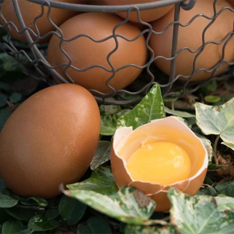 【大野山雞】放牧雞蛋-宅配箱購 -M/L尺寸 /冷藏含運 (無法與冷凍/常溫商品合併寄出)