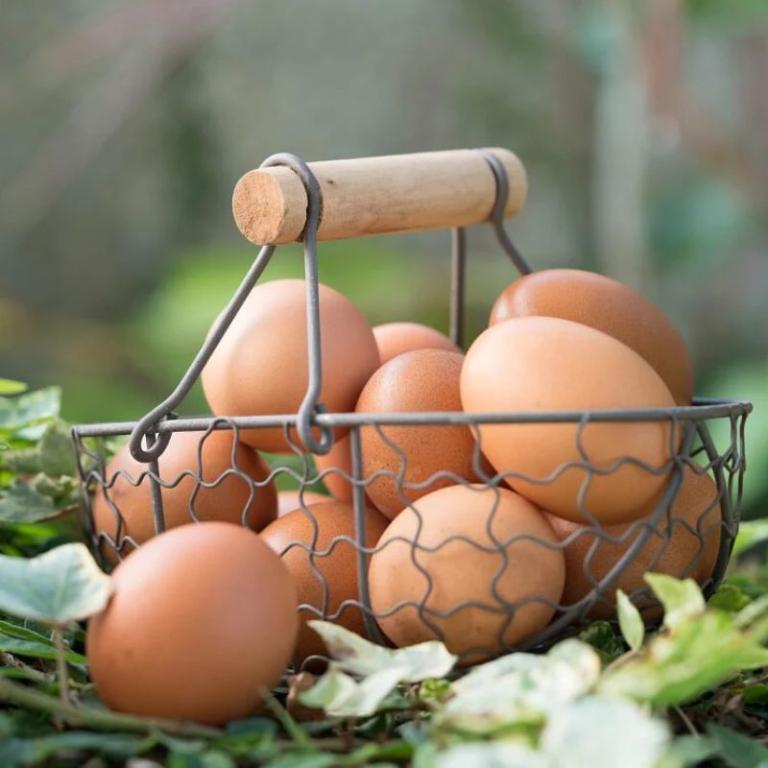 【大野山雞】放牧雞蛋-宅配箱購 -M/L尺寸 /冷藏含運 (無法與冷凍/常溫商品合併寄出)