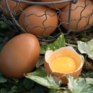 【大野山雞】放牧雞蛋-宅配箱購 -M/L尺寸 /冷藏含運 (無法與冷凍/常溫商品合併寄出)