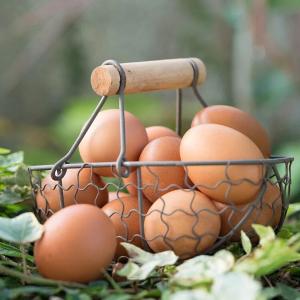 【大野山雞】放牧雞蛋-宅配箱購 -M/L尺寸 /冷藏含運 (無法與冷凍/常溫商品合併寄出)