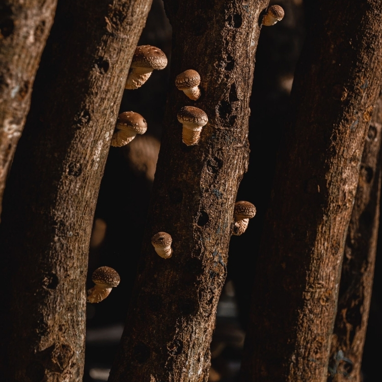 滋立精品南北貨|嚴選上等台灣埔里香菇禮盒 150g