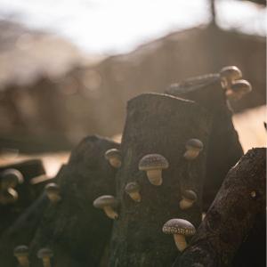 滋立精品南北貨|嚴選上等台灣埔里香菇禮盒 150g