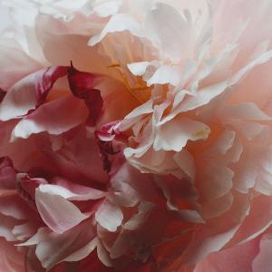 Jo Malone London 牡丹與胭紅麂絨護手霜 30ML