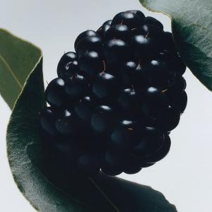 Jo Malone London 黑莓子與月桂葉護手霜 30ML