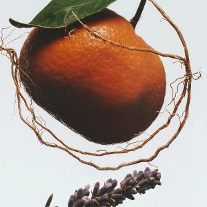 Jo Malone London 154香水 100ML