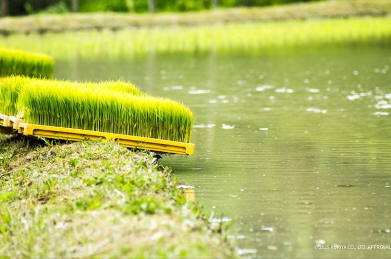 【日本栗屋】佐賀縣產夢滴米 300g