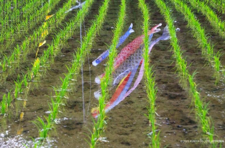 【日本栗屋】佐賀縣產夢滴米 300g