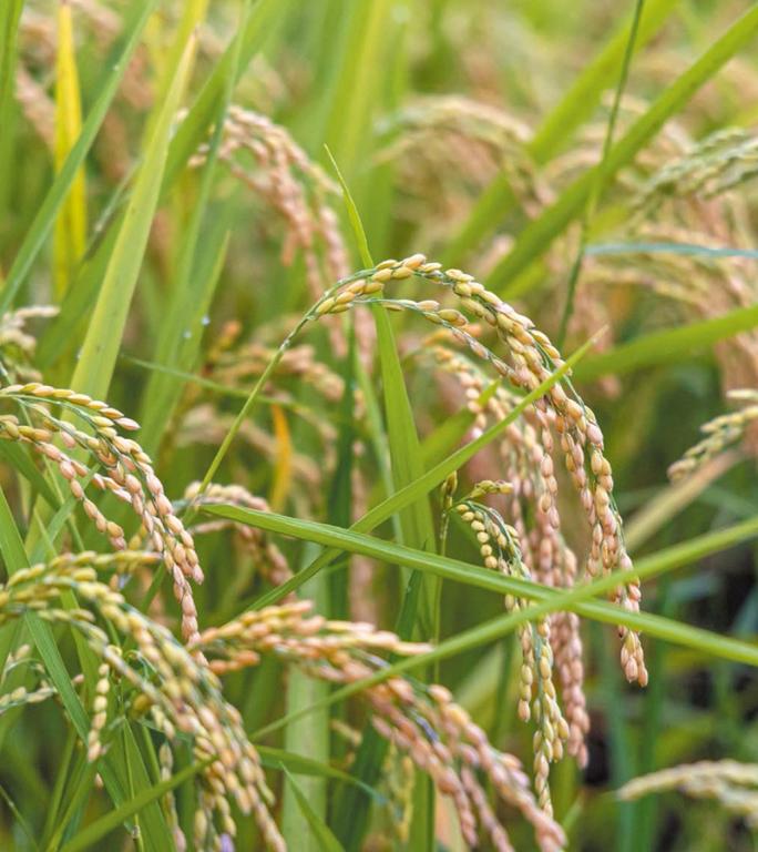 【日本栗屋】佐賀縣產夢滴米 300g