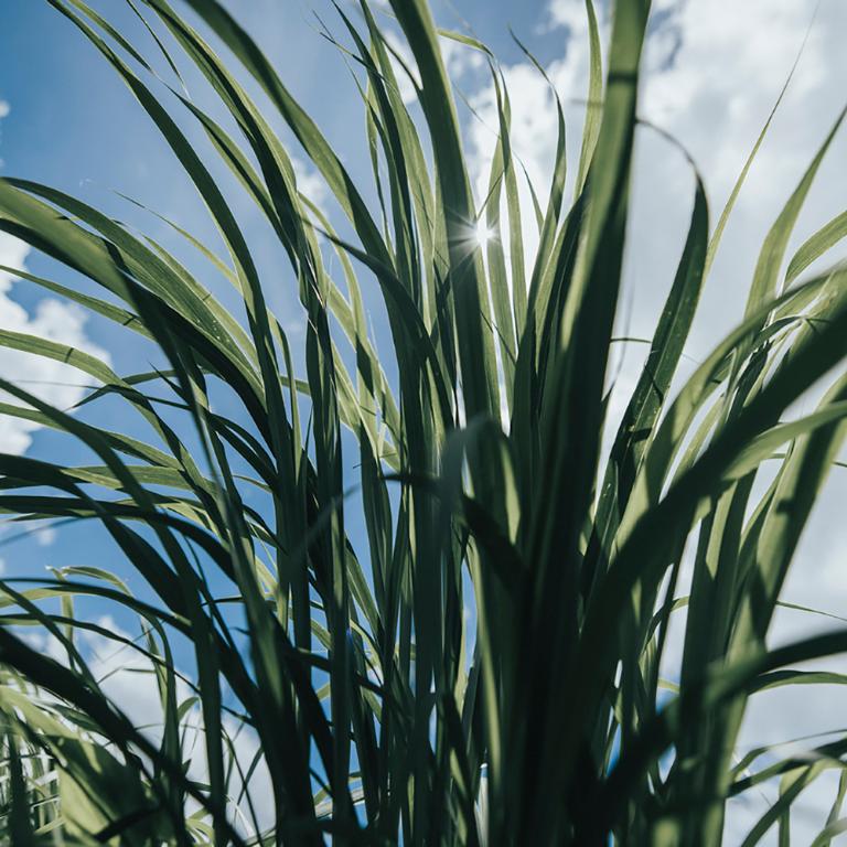 THREE 平衡沁新防曬乳 30g