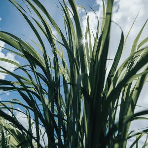 THREE 平衡沁新防曬乳 30g