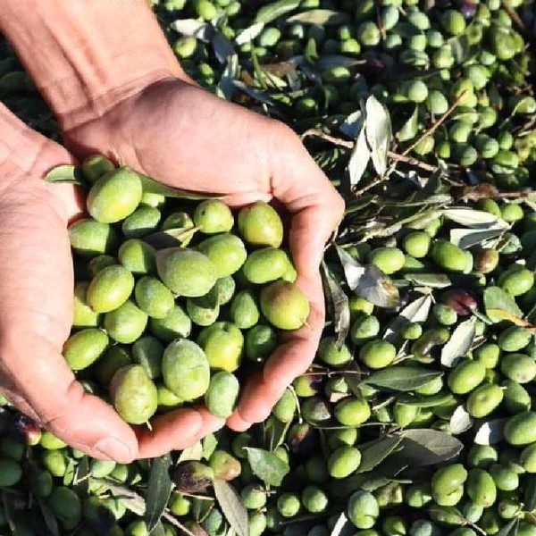 豆油伯 巴狄尼絲莊園頂級初榨橄欖油3000ml