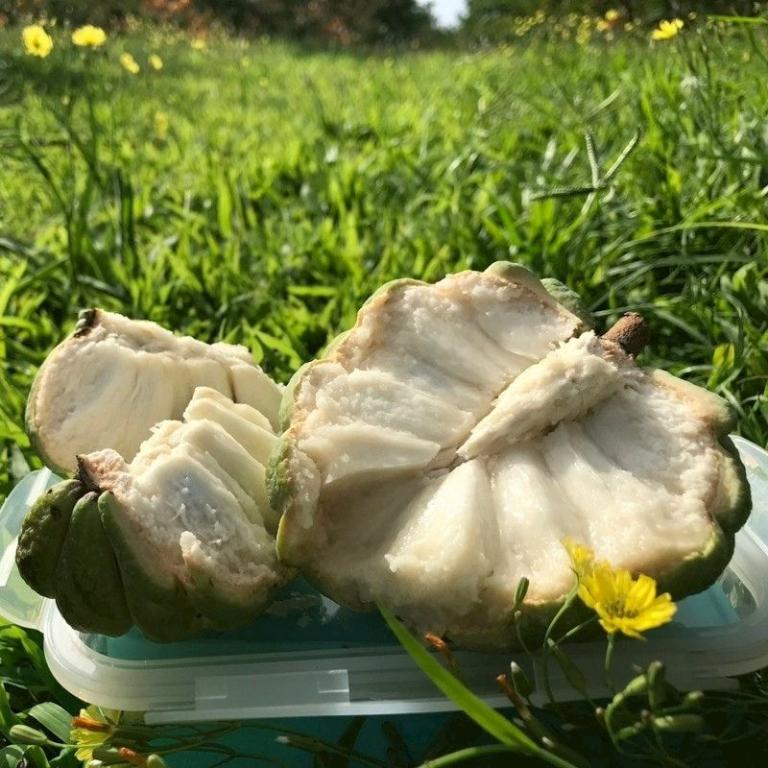 台東大目釋迦禮盒 3公斤/6公斤