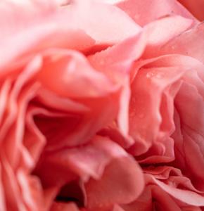 翡冷翠香氛 | 玫瑰菸草 擴香250ml+ 80g香氛蠟 禮盒 (限量版)