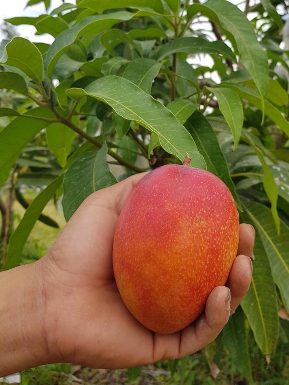 【盧家芒果】輸日-愛文芒果2.5公斤 （5-8顆/箱）