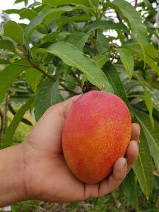 【盧家芒果】輸日-愛文芒果2.5公斤 (5-8顆/箱)