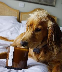 英國wxy Amber蠟燭-檜木&岩蘭草