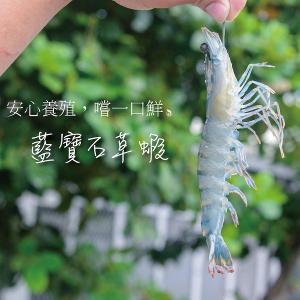 【一夫水產】產銷履歷/藍寶石草蝦 (L/7-10尾)