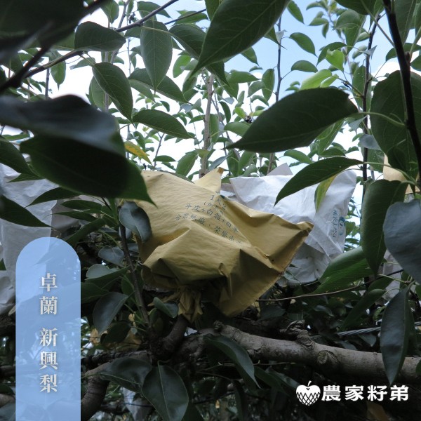苗栗卓蘭新興水梨