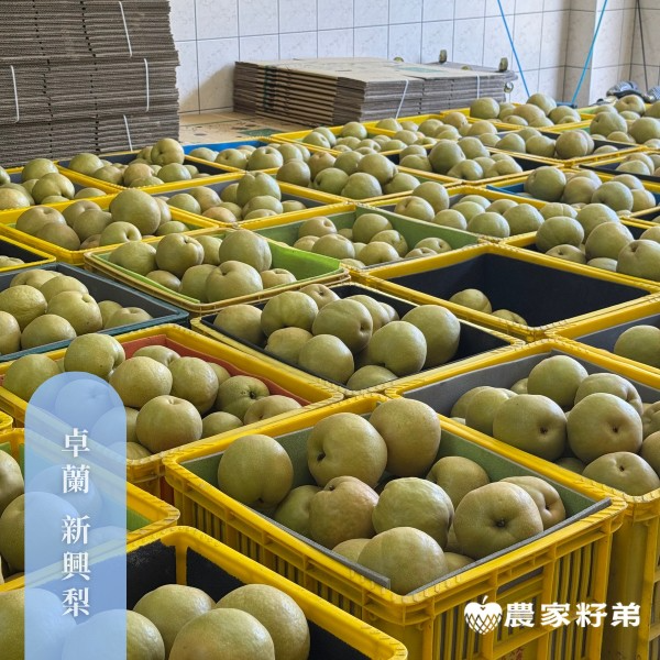 苗栗卓蘭新興水梨