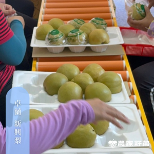 苗栗卓蘭新興水梨