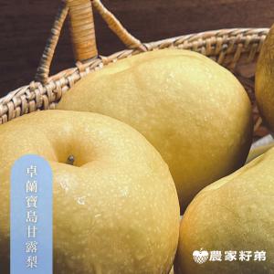 苗栗卓蘭寶島甘露梨