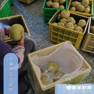 苗栗卓蘭寶島甘露梨