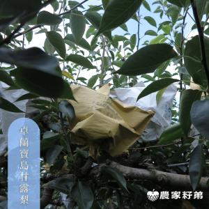 苗栗卓蘭寶島甘露梨